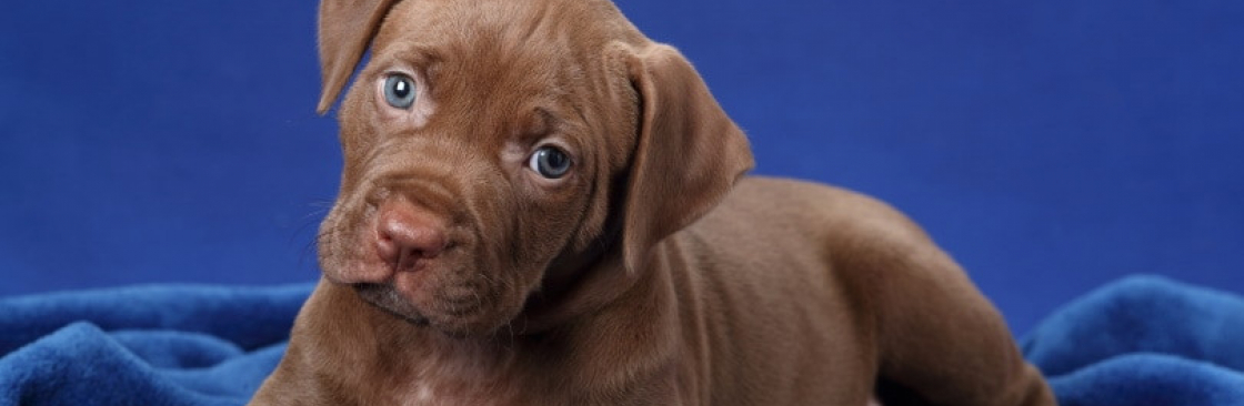 Iron Den Kennels Cover Image