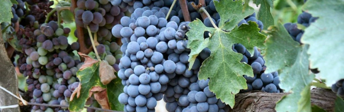 Red Dot Wine Cover Image