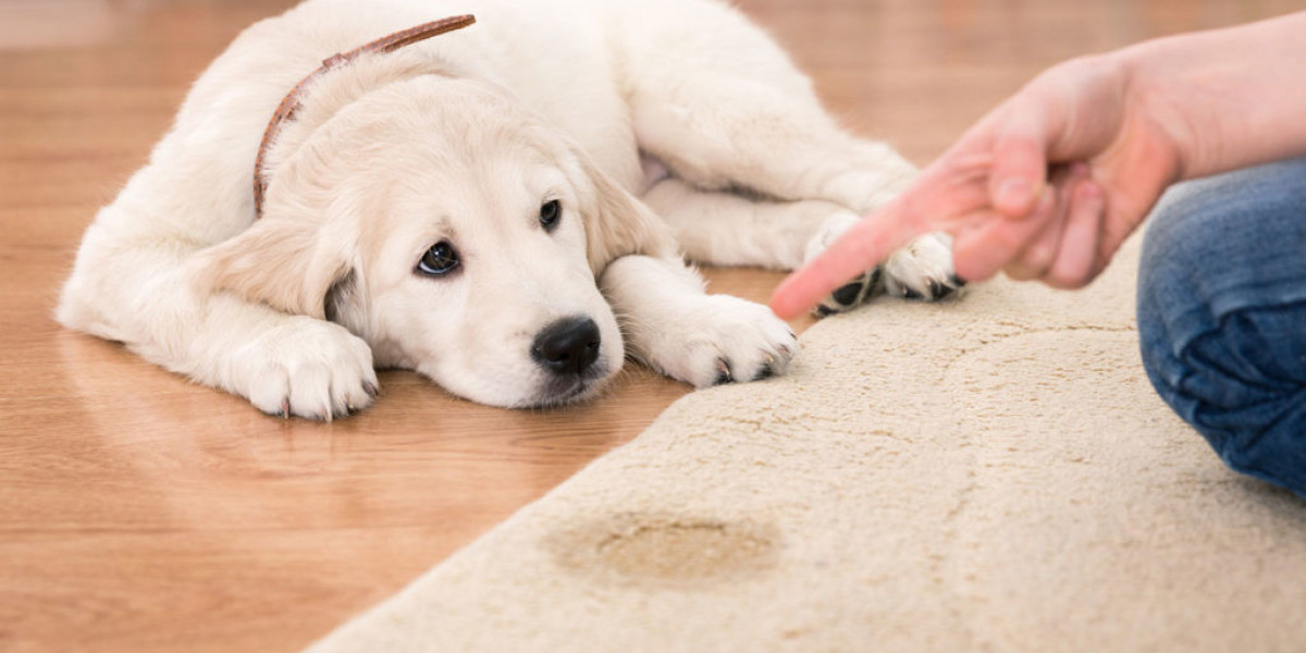 Pet Stain Removal Denver, CO