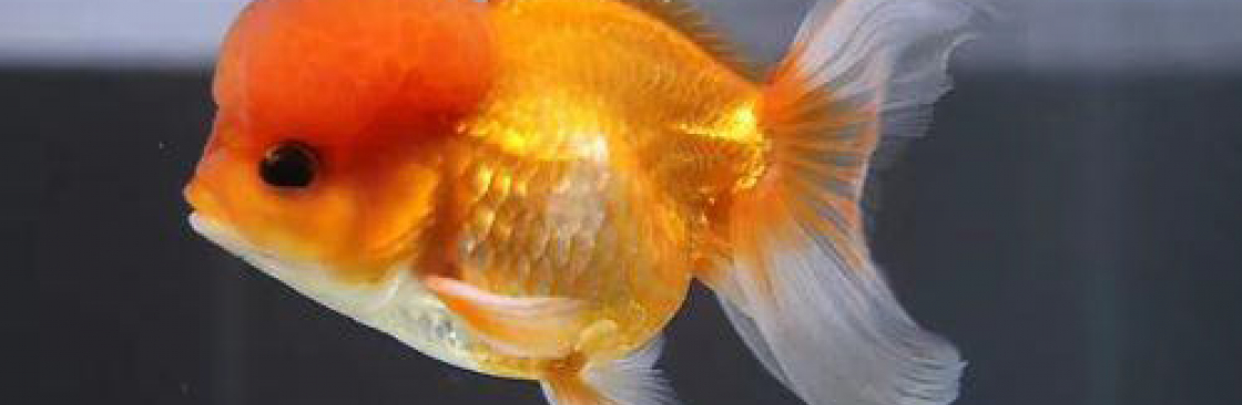 ChuChuGoldfish Cover Image