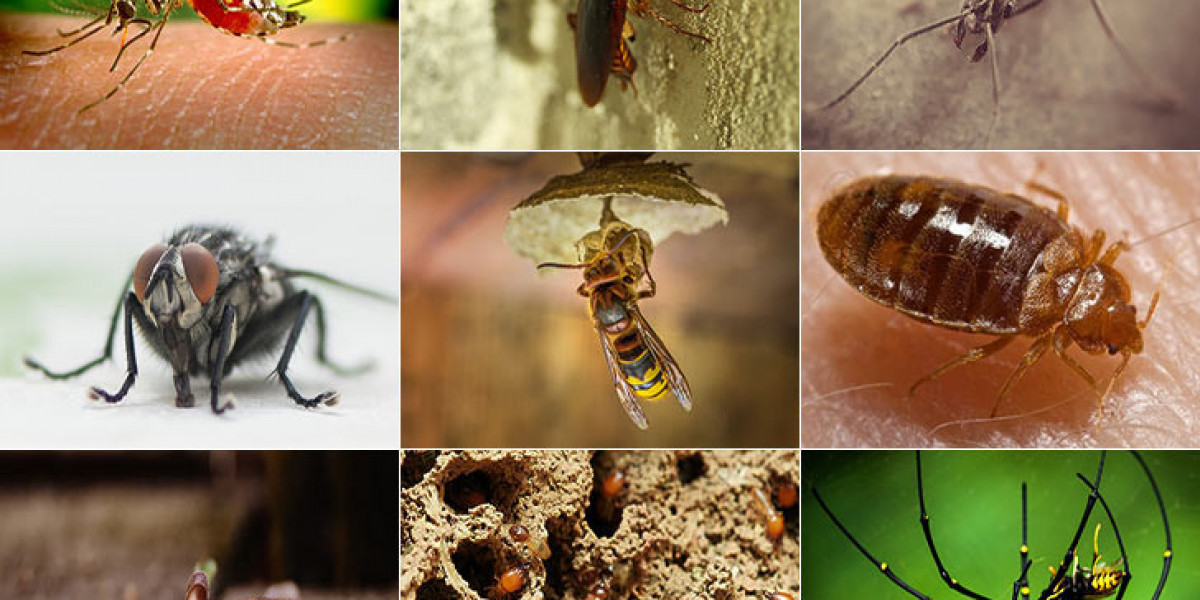 Finding Reliable Pest Control Near Me for Complete Protection