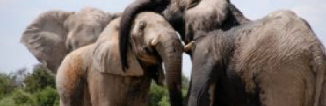 HALLMARK TRAVEL PLANNERS Cover Image