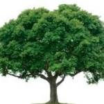 Tree Masters Tree Service Profile Picture