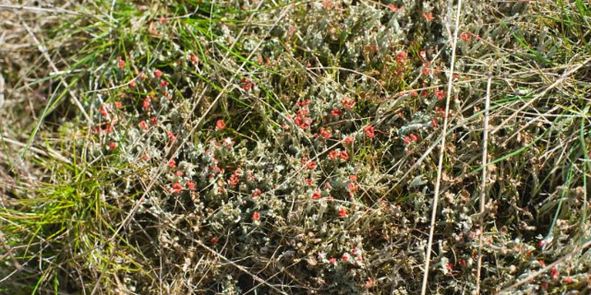 Crown Sydney Luxury Casino, Hotel & Dining on Sydney Harbour