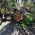 ASAP Stump Grinding Profile Picture