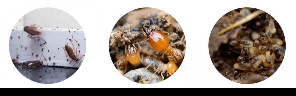 Solutions Termite Cover Image
