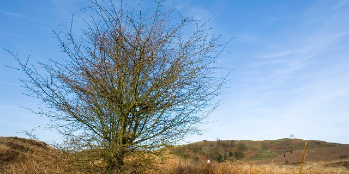 Cashman Casino Free Chip Codes July 2025: Claim 500,000+ Bonus Coins