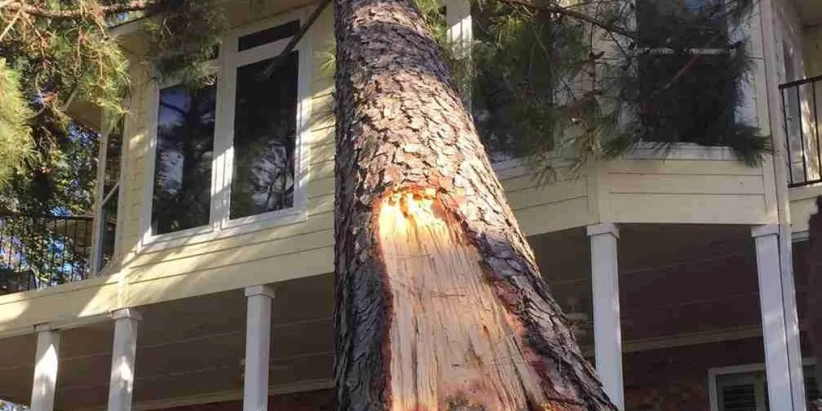 When Tree Removal Is the Right Call for Your Property