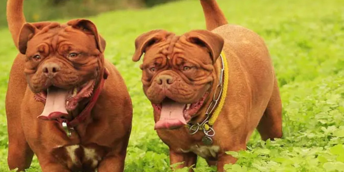 Private Puppy Training | One-on-One Support for Early Obedience