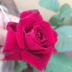 sumbul khalil Profile Picture