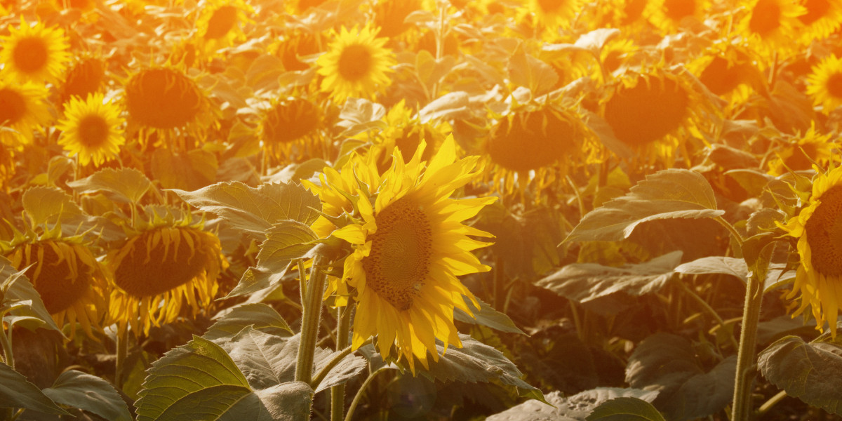 Same Day Installment Loans No Credit Check: A Case Study