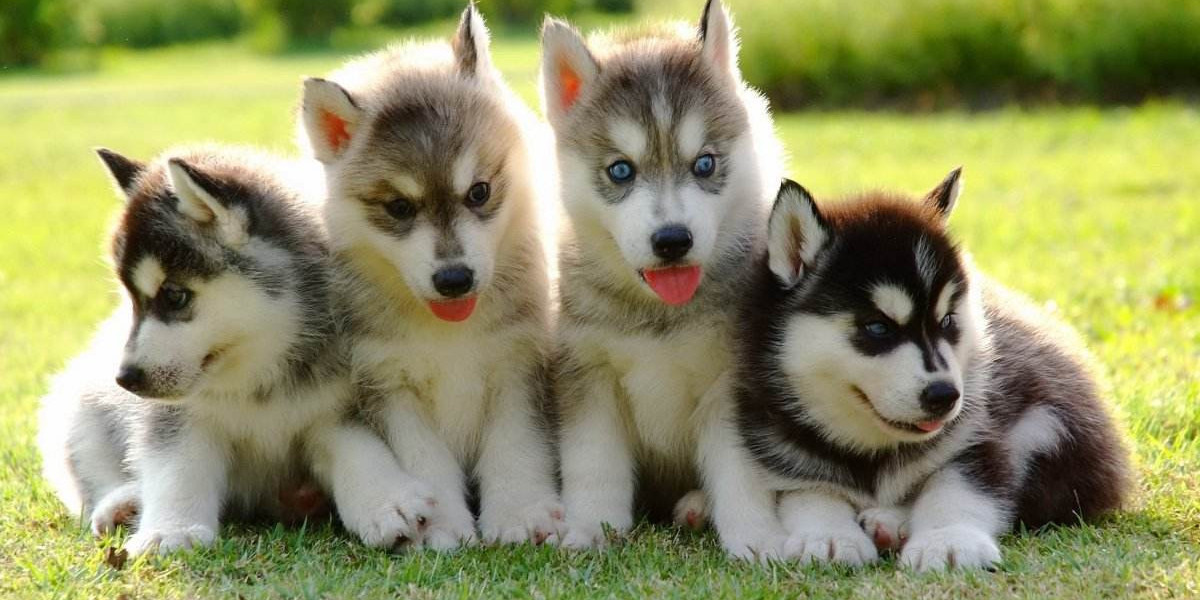 Important Fan Details for Sunday's Video game at GEHA Field at Arrowhead Arena