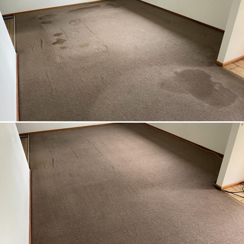 Steam Clean Carpet Solutions: Before & After | Drymaster