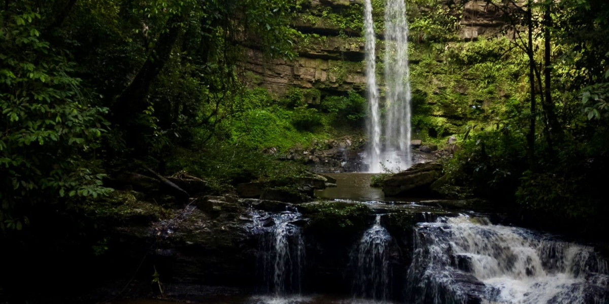 Discover Hidden Wonders Through Borneo Jungle Tours in Malaysia