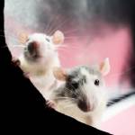 envirosafe pestcontrol Profile Picture