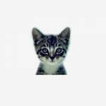 We Love Cats and Kittens Profile Picture