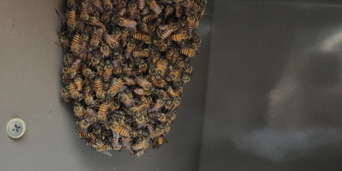 Effective Wasp Control Singapore | Safe & Fast Removal