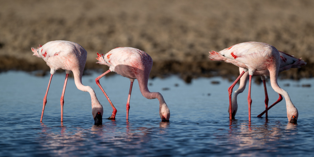 Discover Lake Victoria Wildlife with Tanzania Classic Tours: A Journey into Africa’s Untouched Beauty