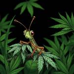 Grasshopper Canna Profile Picture