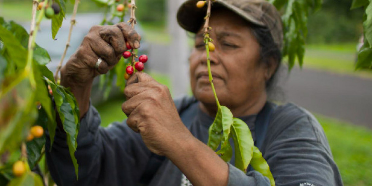 Article Picture